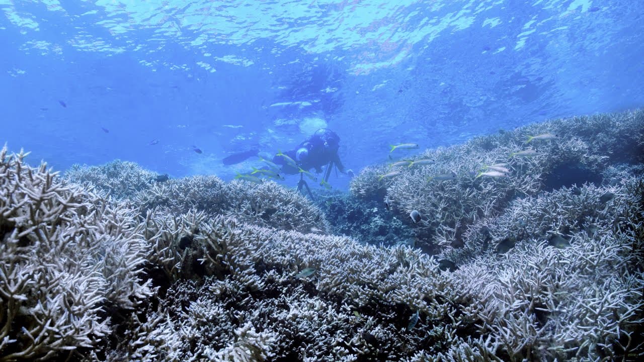 Chasing Coral Documents Destruction of Coral Reefs
