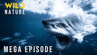 YouTube search query: "economic impact of coral reef decline"