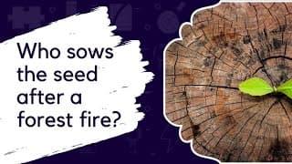 Who Sows The Seed After A Forest Fire? | Mango Science Radio