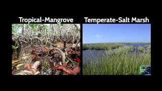 Combating coastal land loss, preserving resilient communities | Karen McKee | TEDxLSU