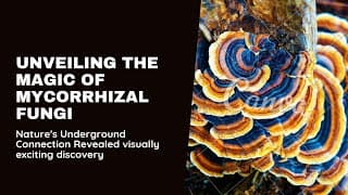 The Magic of Mycorrhizal Network🍄ForestEcology #SustainableForestry #FungalNetworks #EcosystemHealth
