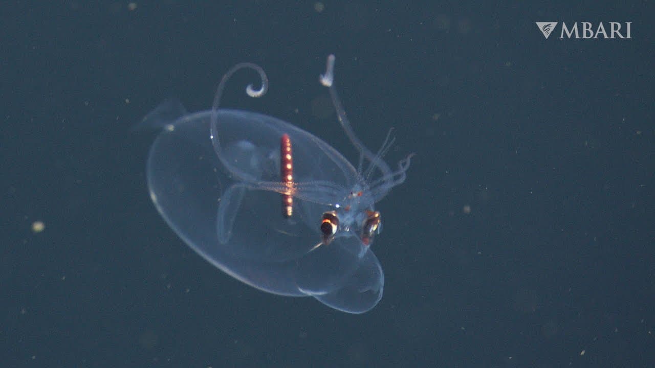 MBARI's spectacular deep-sea sightings from 2025 — in stunning 4K