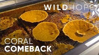Coral Reefs That Can Finally Beat the Heat | WILD HOPE