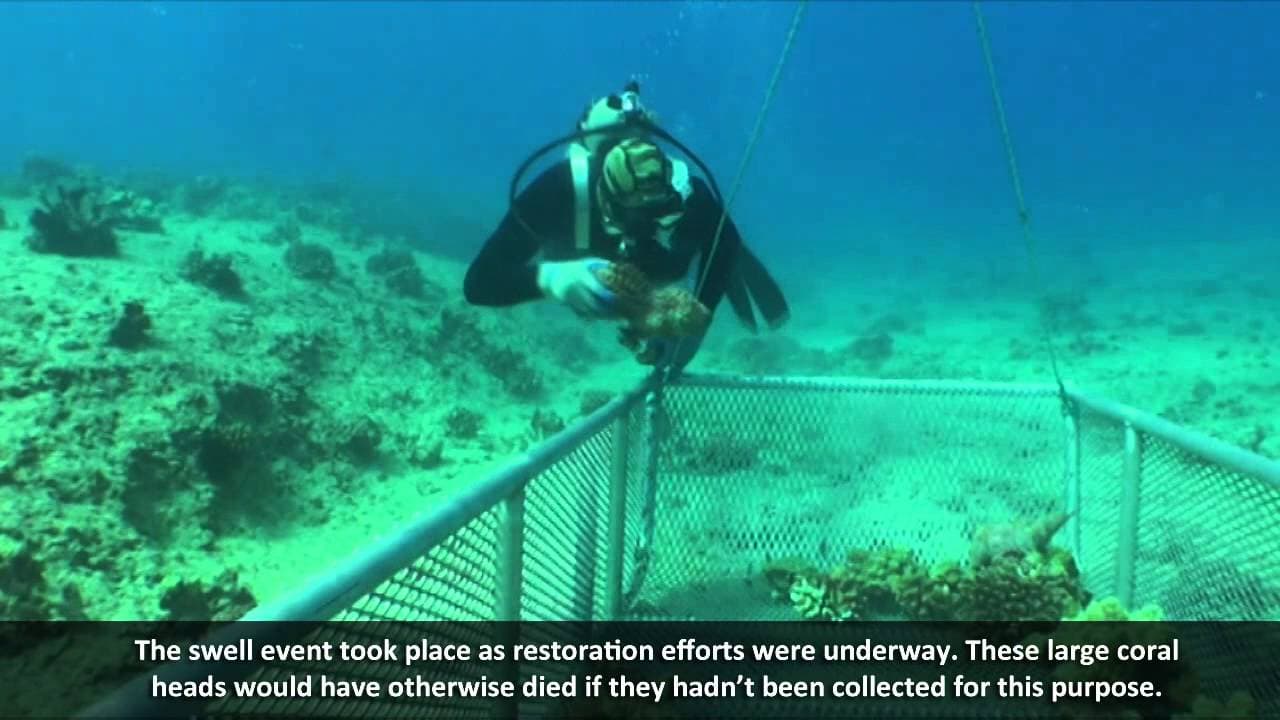 How to Restore a Damaged Coral Reef