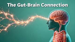 The Gut-Brain Connection (Science Explained Simply)