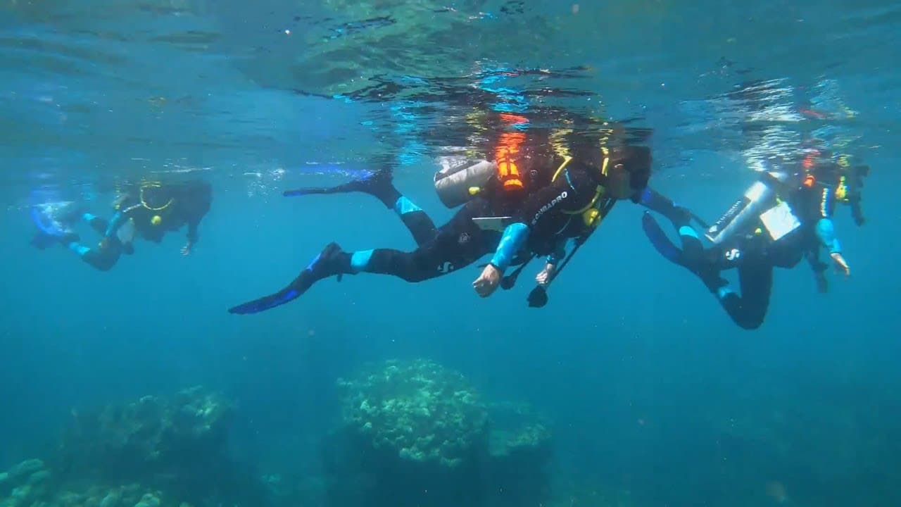 Local Communities Restore Hawaii Coral Reefs