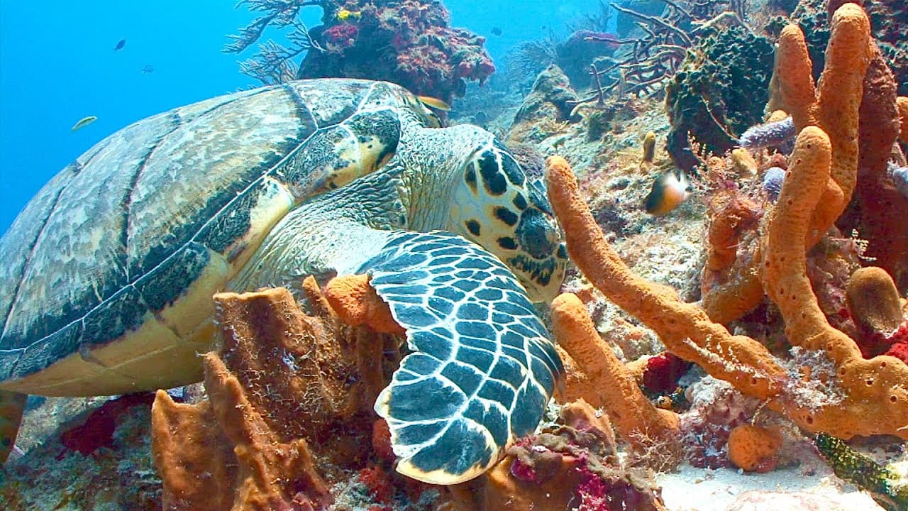 Meet The Climate-Resistant Super Coral