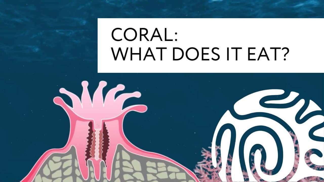 Coral: What Does it Eat?