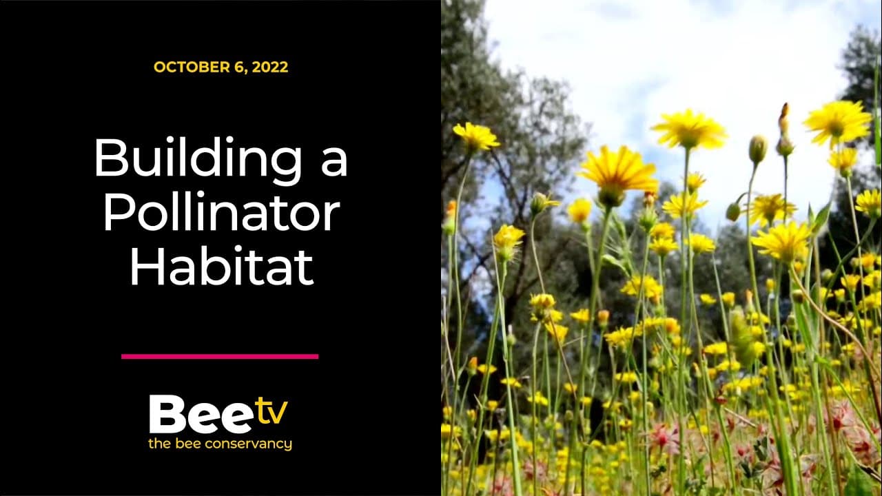 Building a Pollinator Habitat