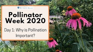 Pollinator Week 2020 - Why is Pollination Important?