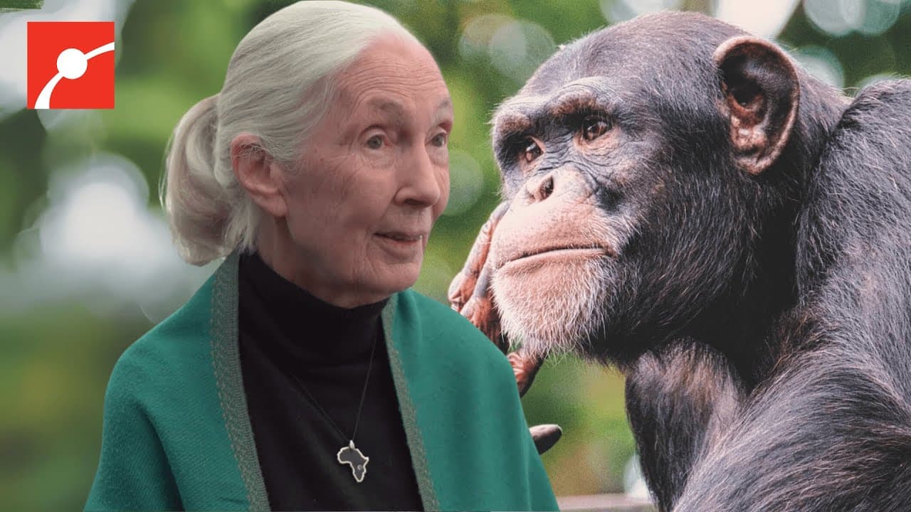 Dr. Jane Goodall on What We Can Learn From Chimpanzees