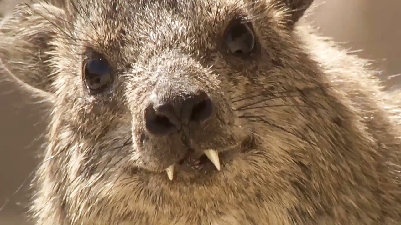 Best of Animal Teamwork | Part 1