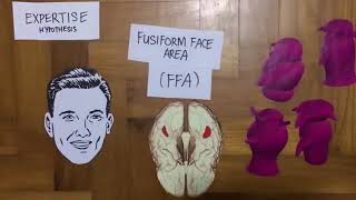 How Do Our Brains Recognize Faces?