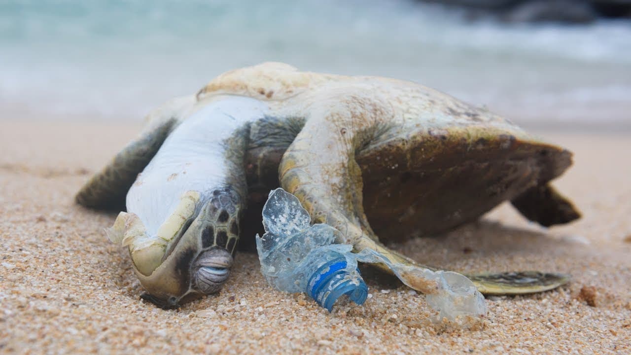 Why We Need to Stop Plastic Pollution FOR GOOD
