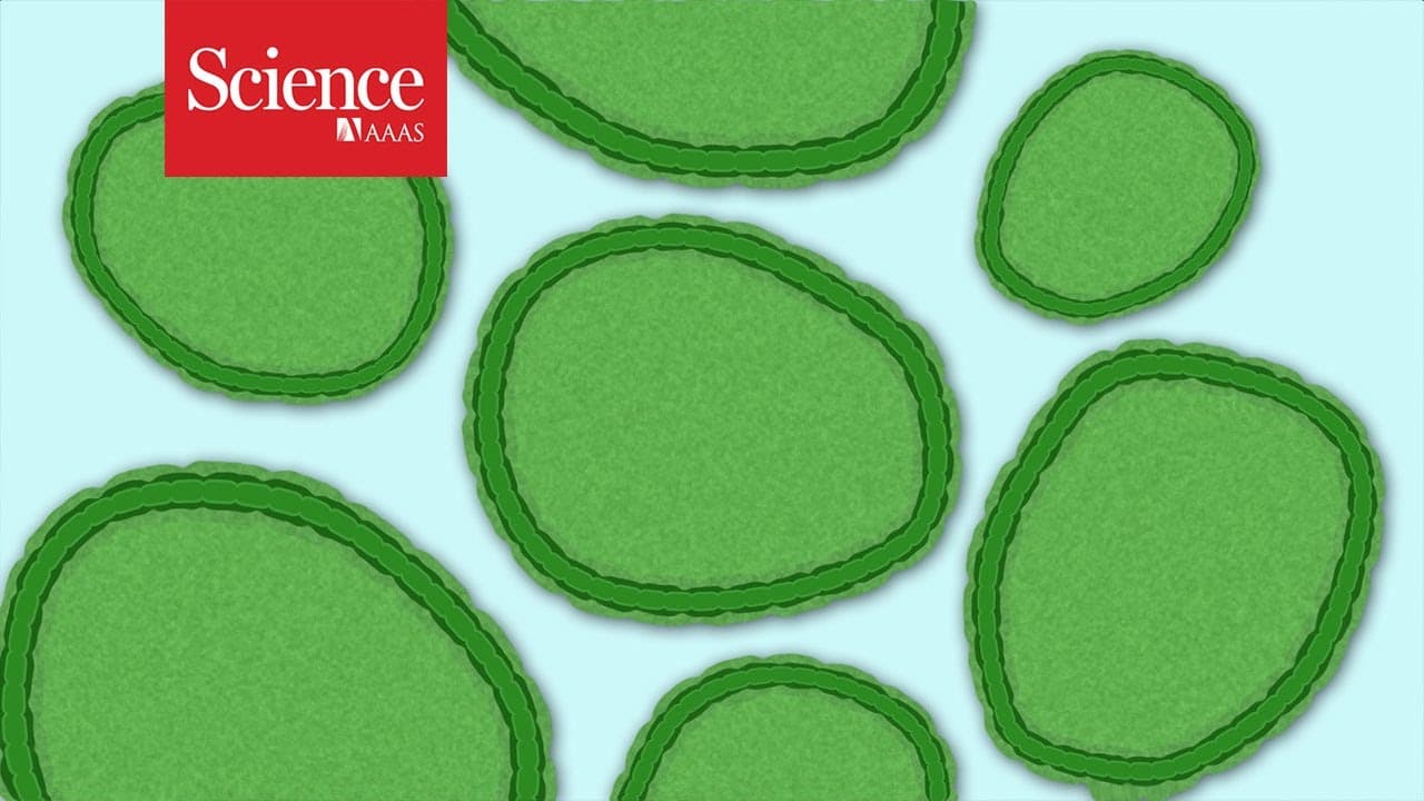 Meet the Obscure Microbe That Influences Climate and Ocean Ecosystems