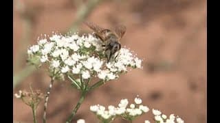 Pollinator-Loss Syndrome