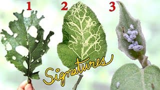 WHAT IS EATING MY PLANTS? 👺 | Common Garden Pest Control using Leaf Signatures
