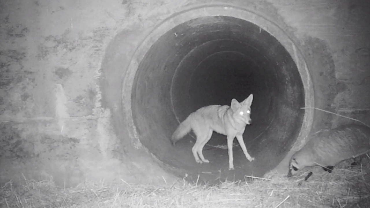 Coyote and Badger Hunt Together