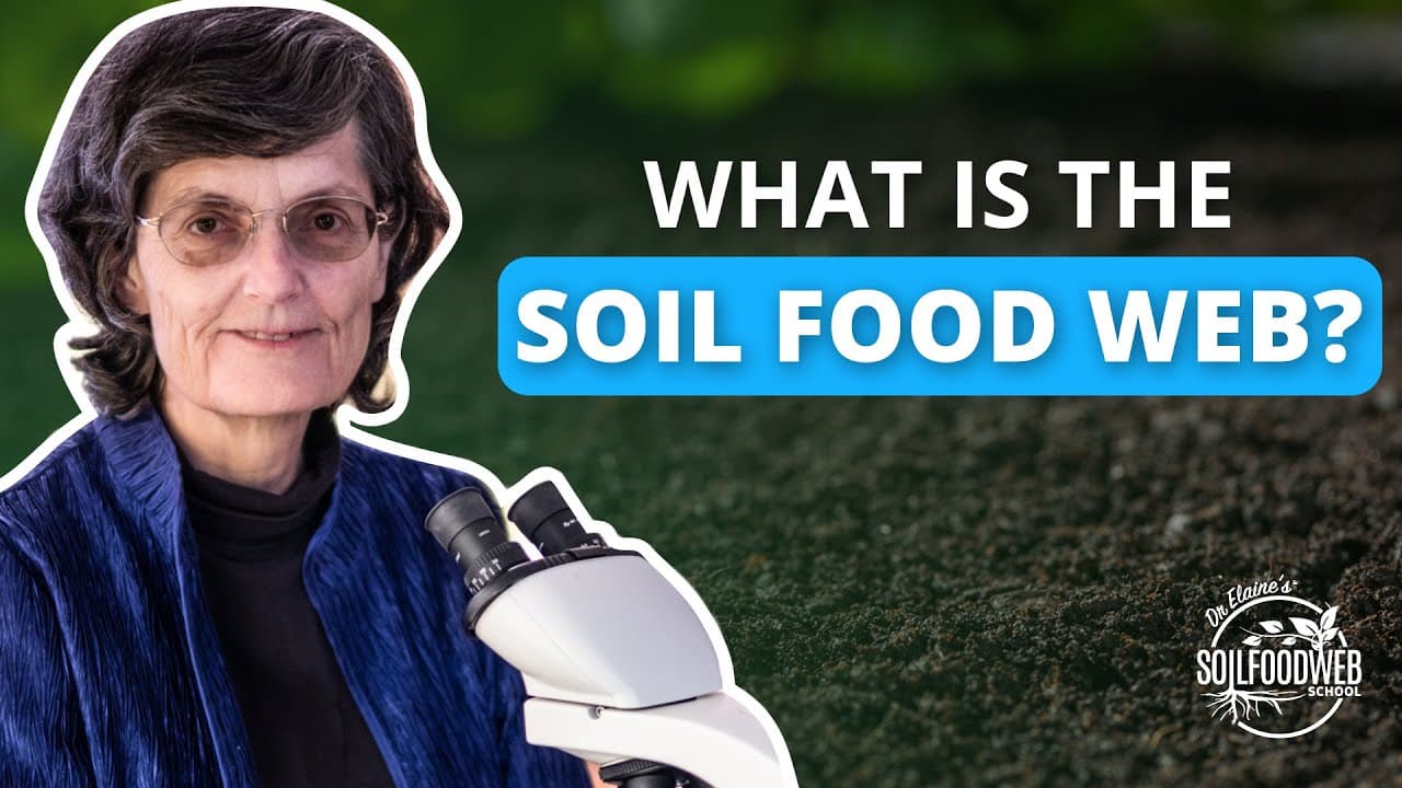 What is the Soil Food Web?